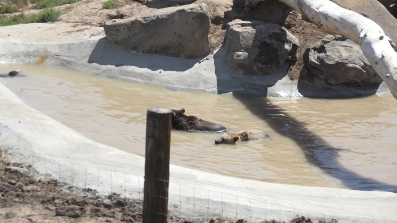 Hippo and floating object in a sunlit enclosure pond