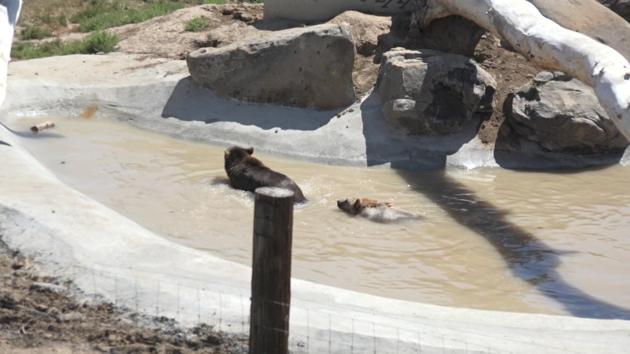 Two brown aquatic mammals swim apart in a shallow muddy pool at a Keenesburg, Colorado zoo enclosure, with artificial rocks, a pale trunk, a foreground post, and no visible people.