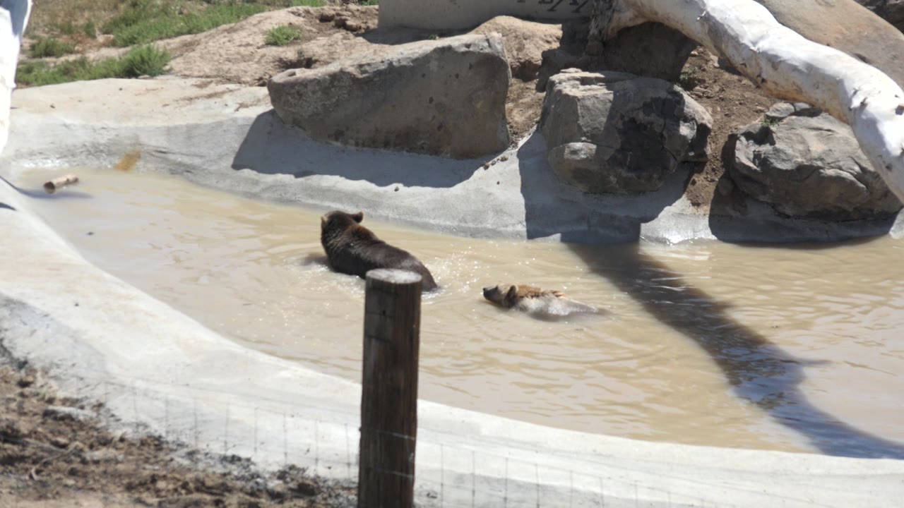 The animals remain low in the muddy water of the Keenesburg enclosure, with one nearer the left bank and one near the center, plus concrete edges, rocks, and no visible people.