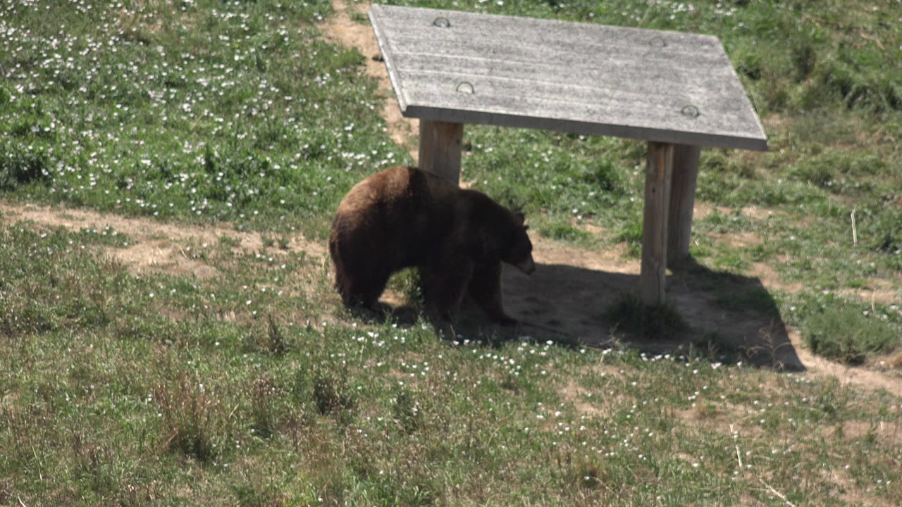 Bear beside a tan post under a small solar panel structure.