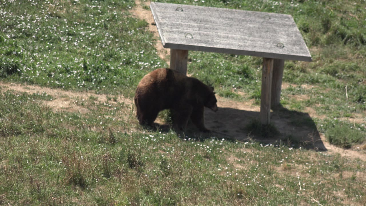 At 0:01 in Keenesburg, Colorado, the bear remains pressed near the left post while the gray slanted solar panel roof casts shade across the dirt, with no visible people.
