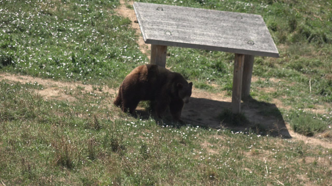A brown bear stands near the left support of a wooden roofed structure in a grassy Keenesburg, Colorado field, with dirt paths and no visible people.