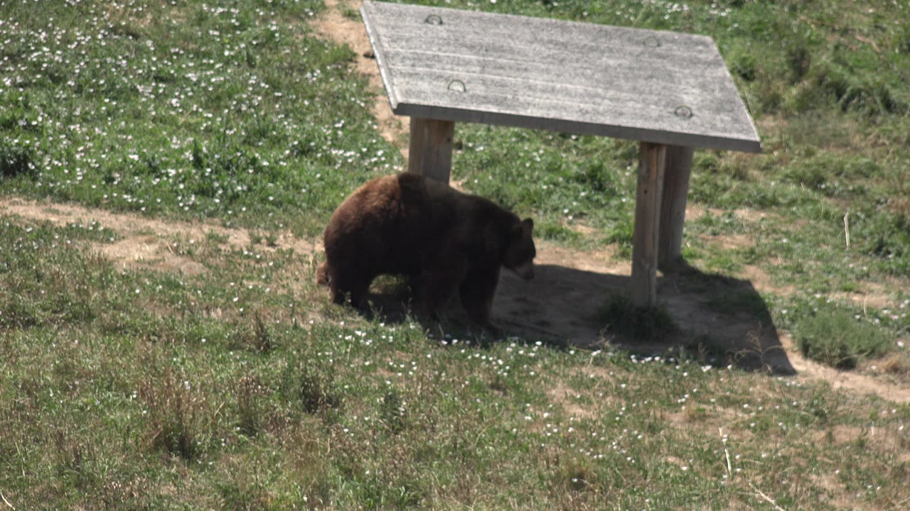 Bear near the left post of a wooden shelter on grass and dirt.