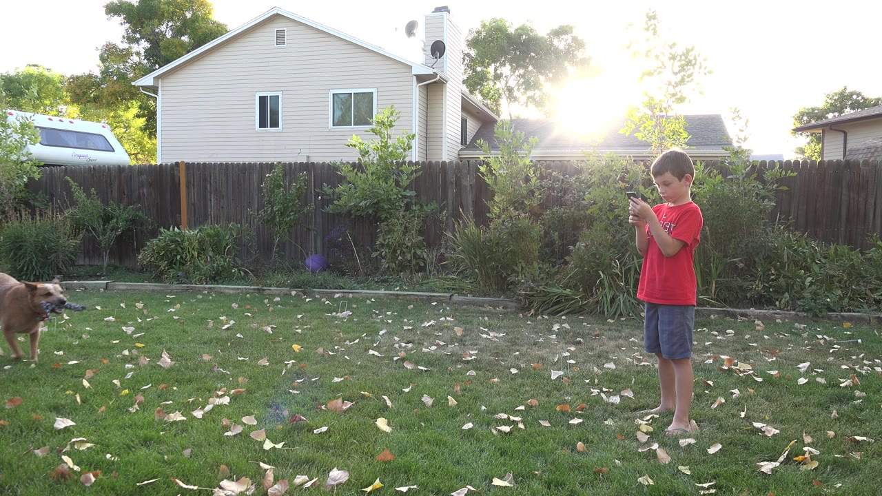The boy looks down at something in his hands as the tan dog walks across the Westminster, Colorado backyard, with a fence, shrubs, and a pale house behind them.