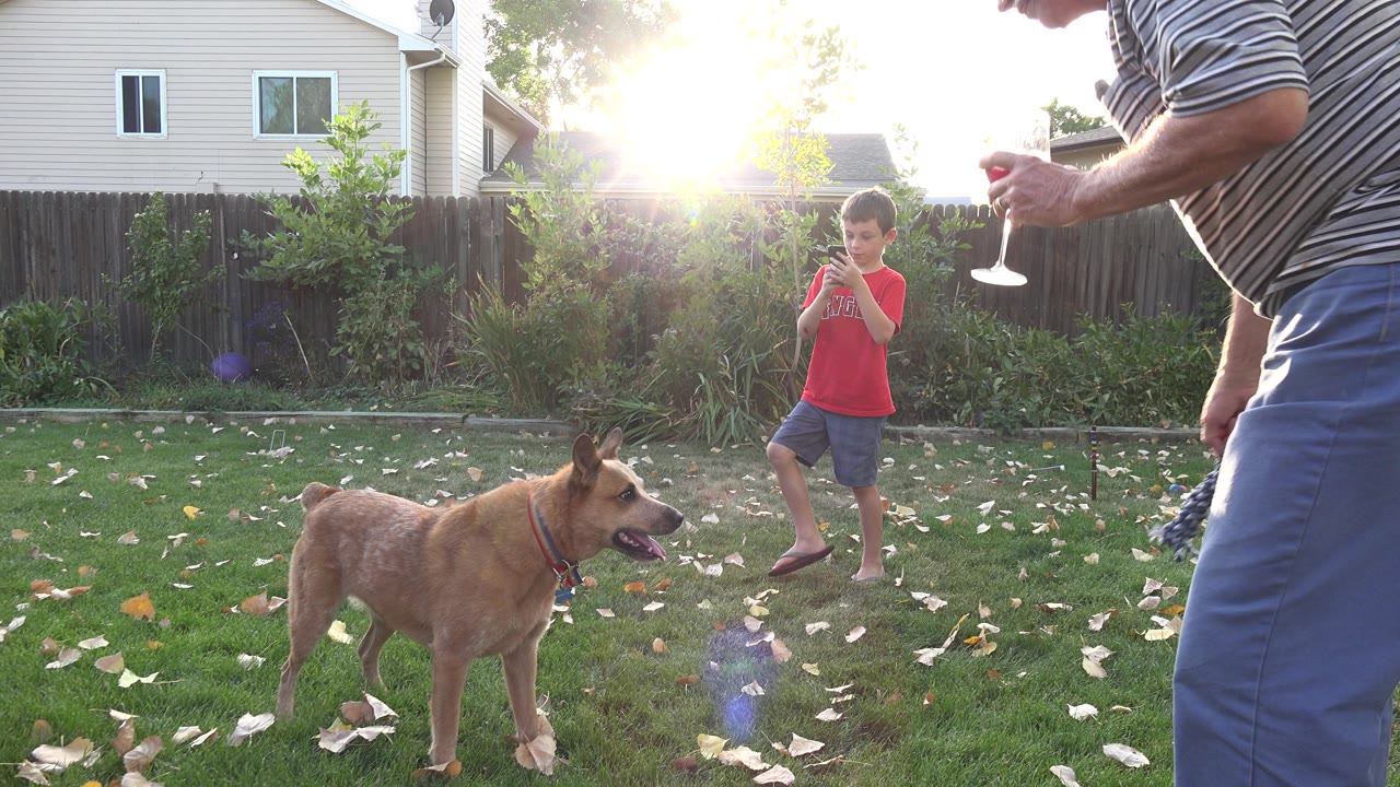 Child and adult with a dog in a sunny backyard