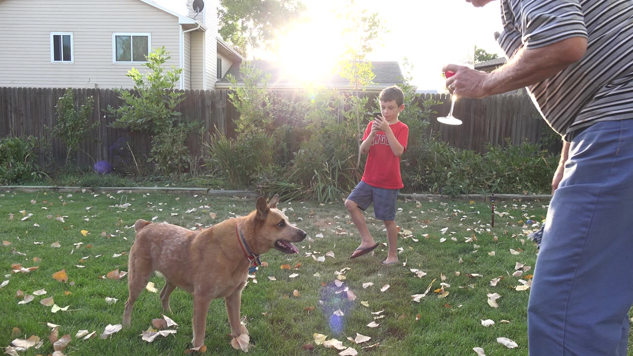 The Westminster backyard remains backlit as the brown dog stands in the grass and the child in a red shirt looks toward the play area near an adult at frame edge.