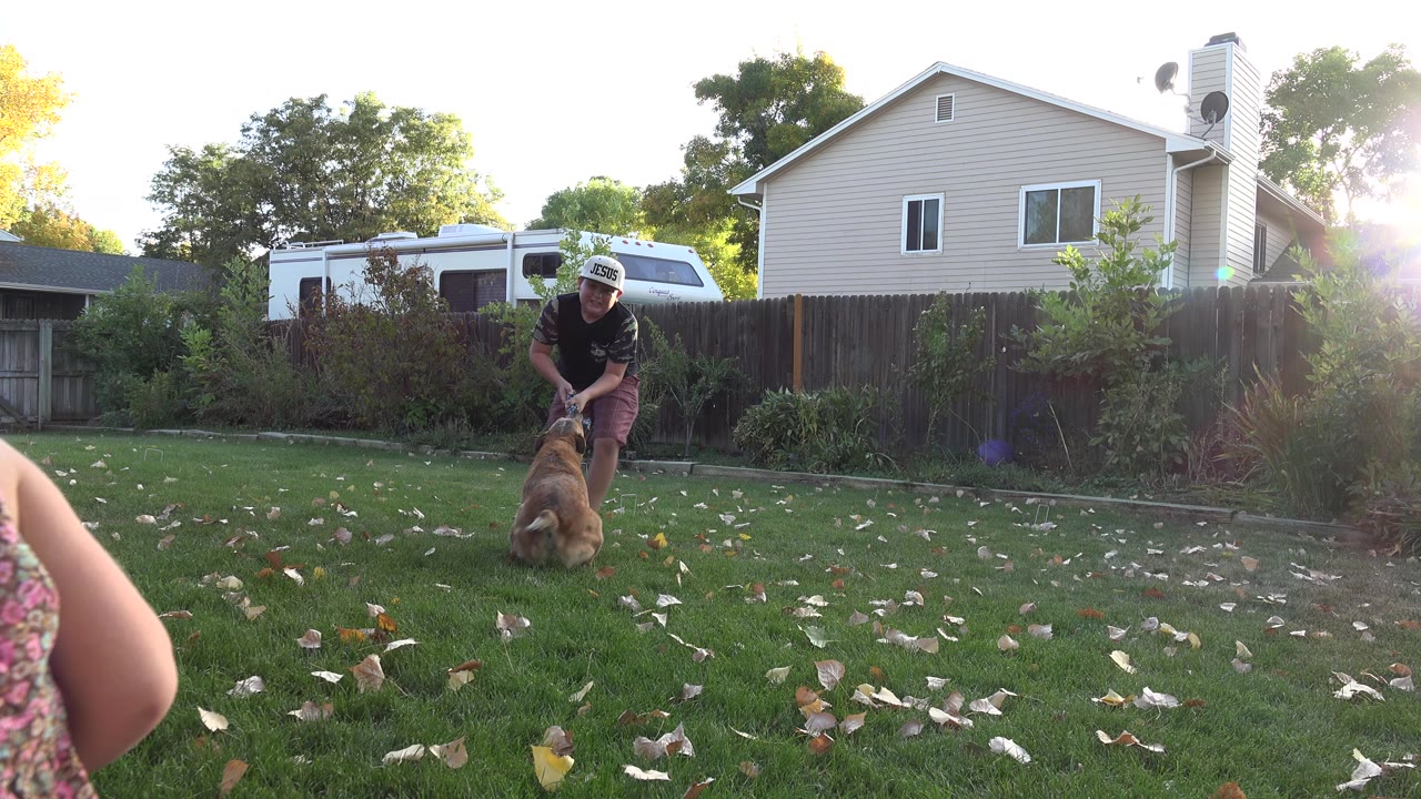 Person in a cap bends toward a tan dog on a backyard lawn.