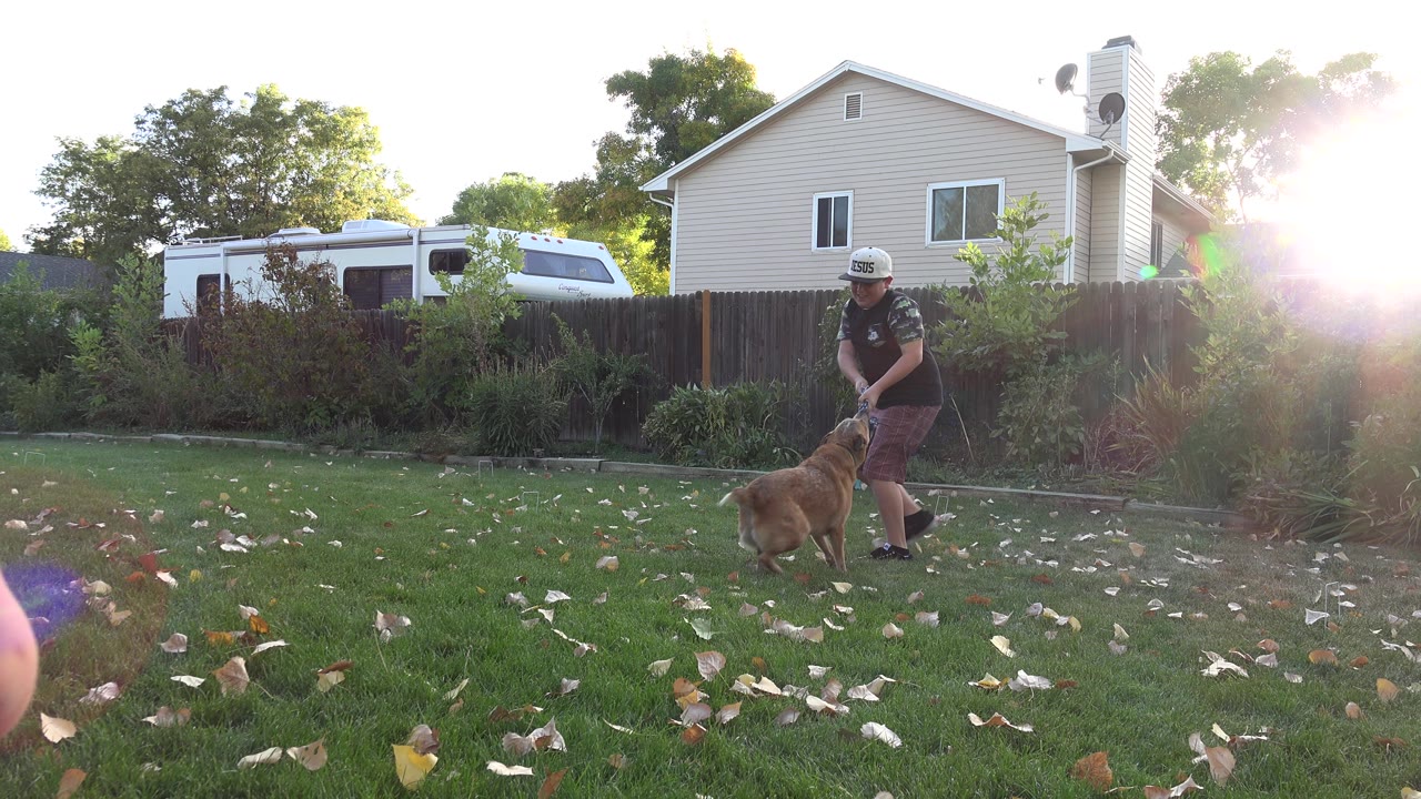 Boy in a black shirt plays with a brown dog on a backyard lawn.