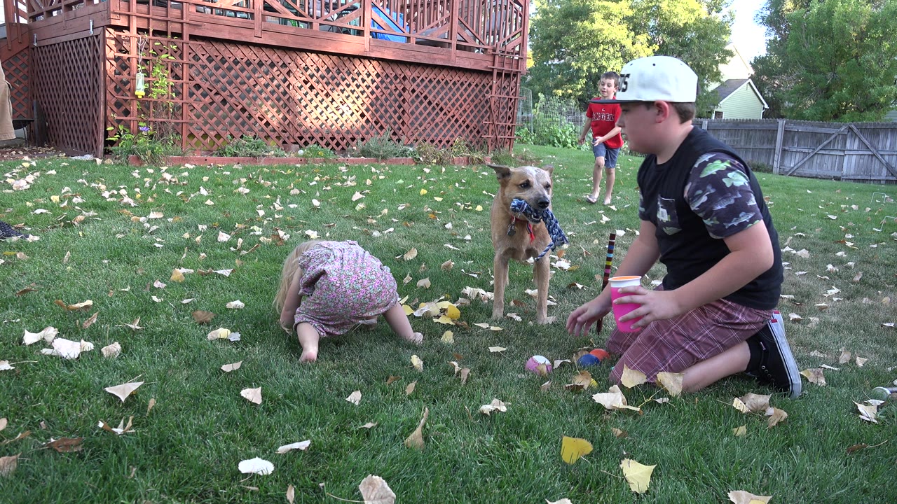 Children and a dog playing on a backyard lawn.