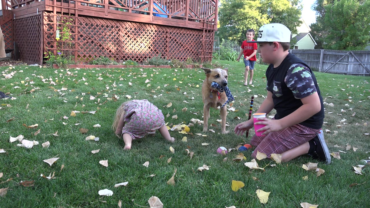In Westminster, Colorado, the girl stays low on the lawn while the dog faces the kneeling boy, with a second boy standing behind them near the deck.