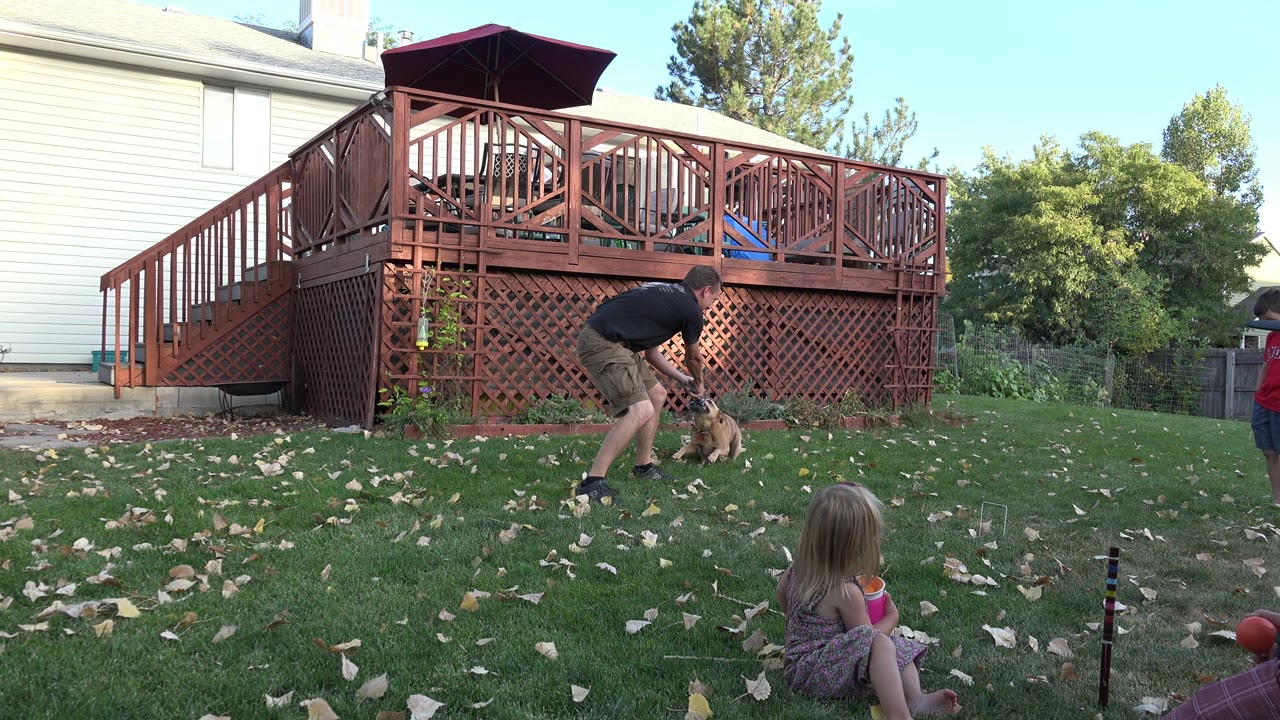 In Westminster, Colorado, a man in a black shirt bends toward a tan dog on a leaf-strewn backyard lawn while a child sits in the foreground and another child stands near the deck.