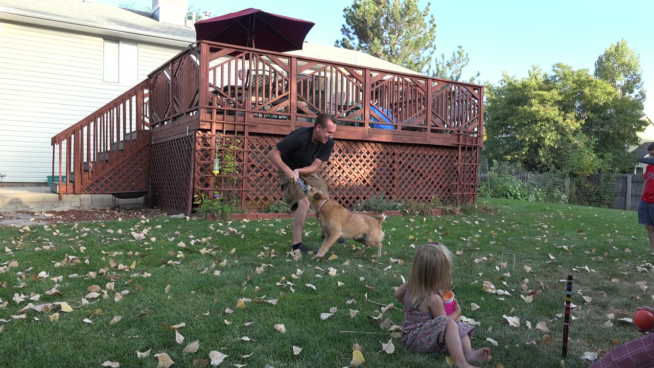 Man pulls upward while the tan dog stays attached to the object.