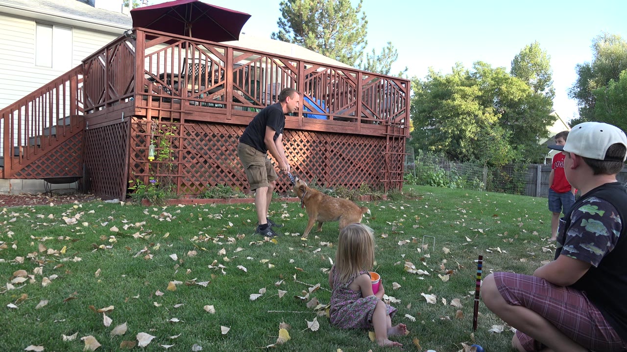 Dog playing on a backyard lawn near adults and children.