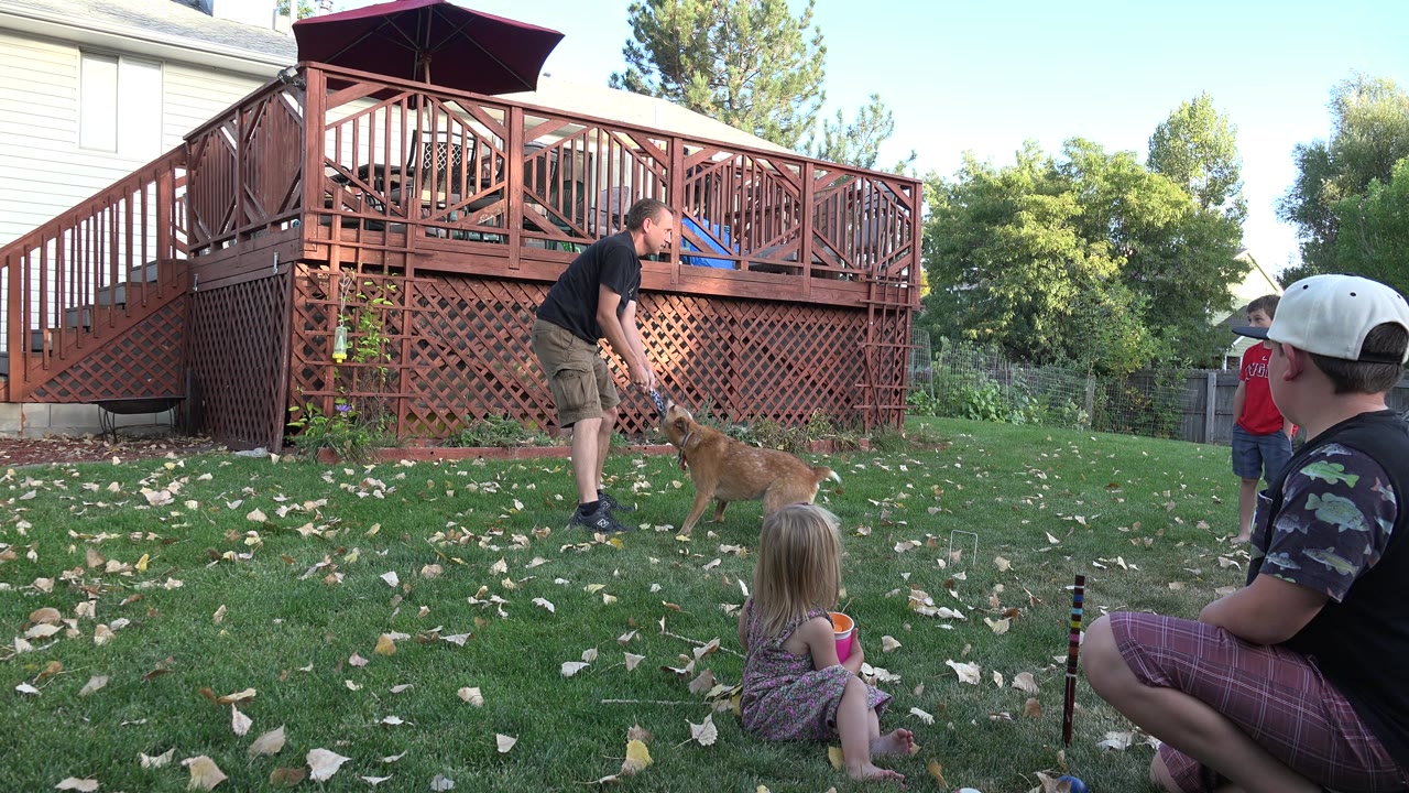 At 0:01 in Westminster, Colorado, the standing man reaches toward the brown dog on the grass while the seated man in a cap looks on and a small child sits in the foreground near scattered leaves.