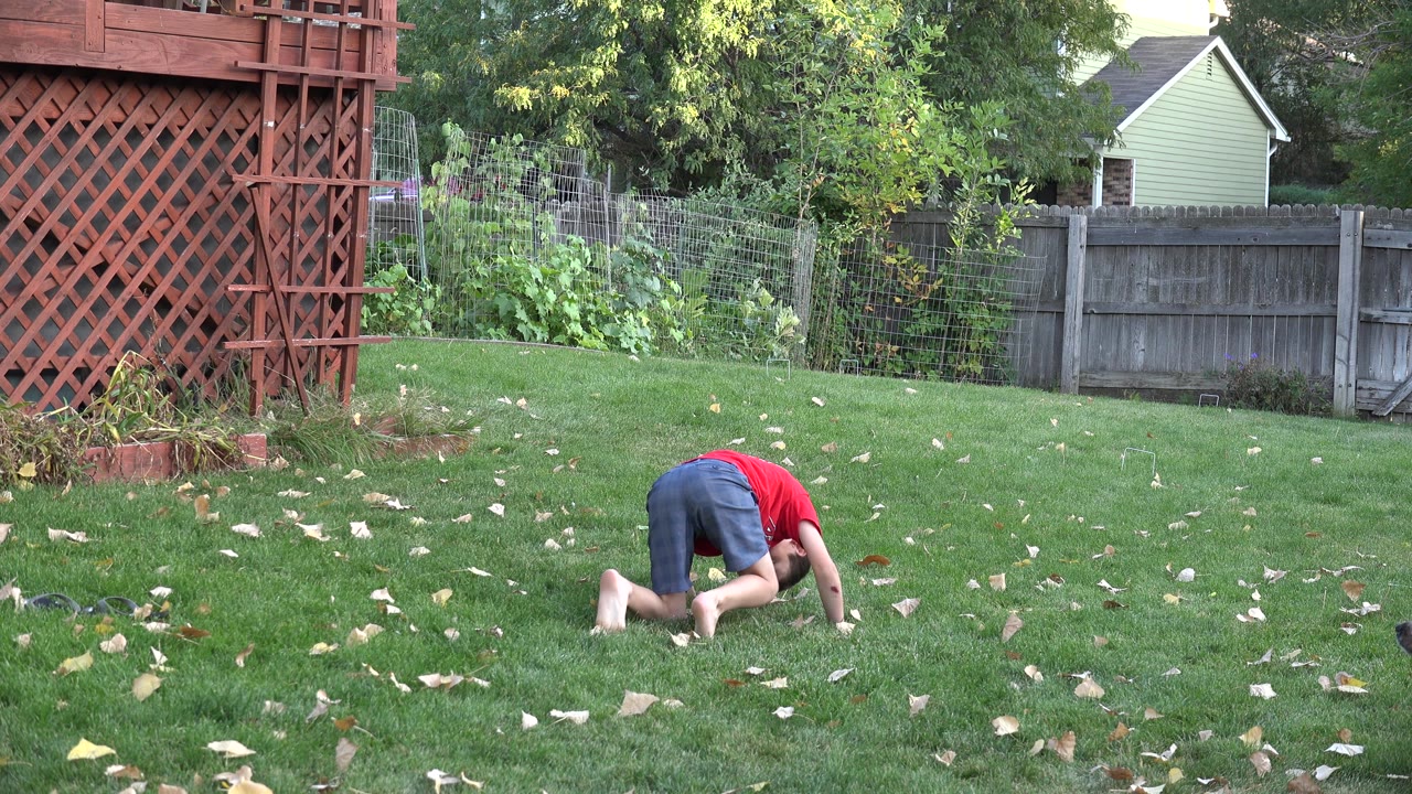The child remains low to the lawn in Westminster, Colorado, with bare feet visible, scattered leaves across the grass, and a wood fence in the background.