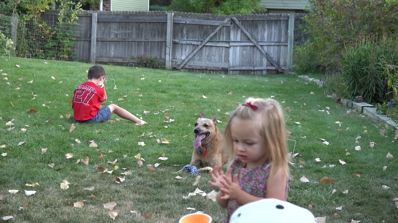 In Westminster, Colorado, a toddler girl stands in the foreground while a boy sits on the lawn and a dog rests near scattered leaves by a wooden fence.