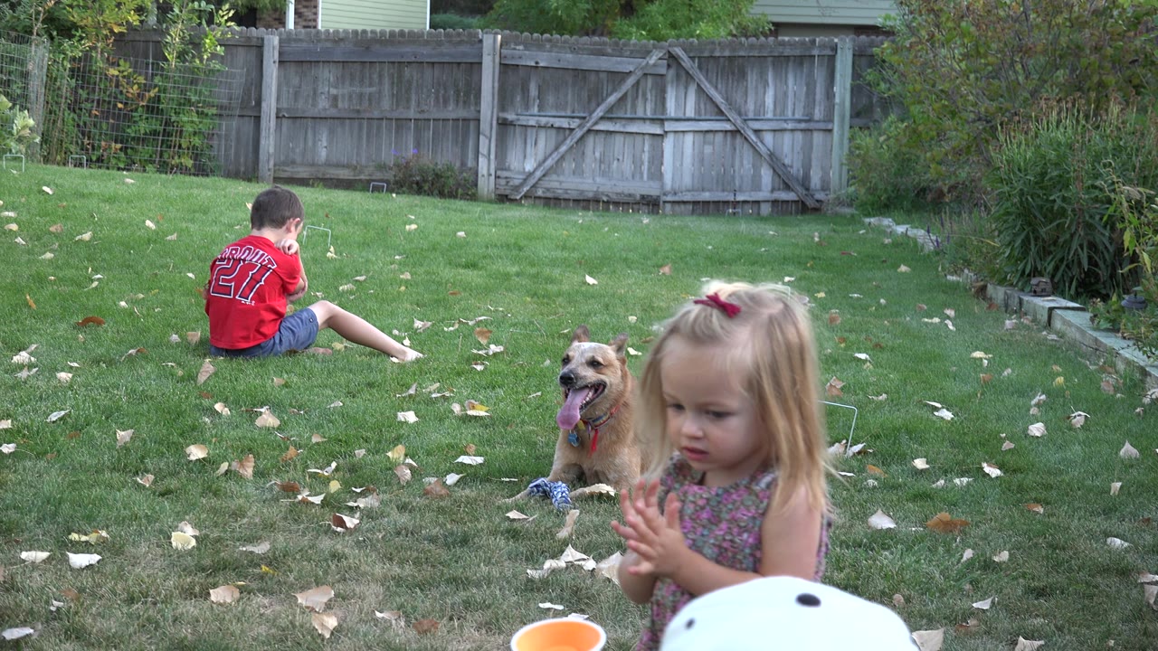 In Westminster, Colorado, the toddler girl looks down at her hands in the foreground as the dog lies on the grass and the boy remains seated farther back near the fence.