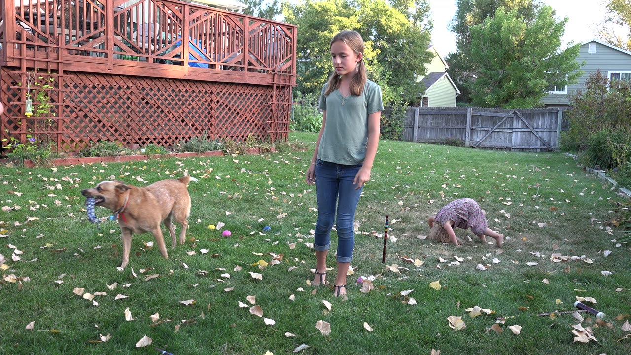 The Westminster backyard remains in a wide view as the older girl stands upright, the dog pauses with a ball, and the younger child crouches low on the grass.