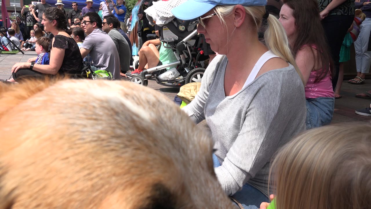 Tan dog close to camera in front of seated families