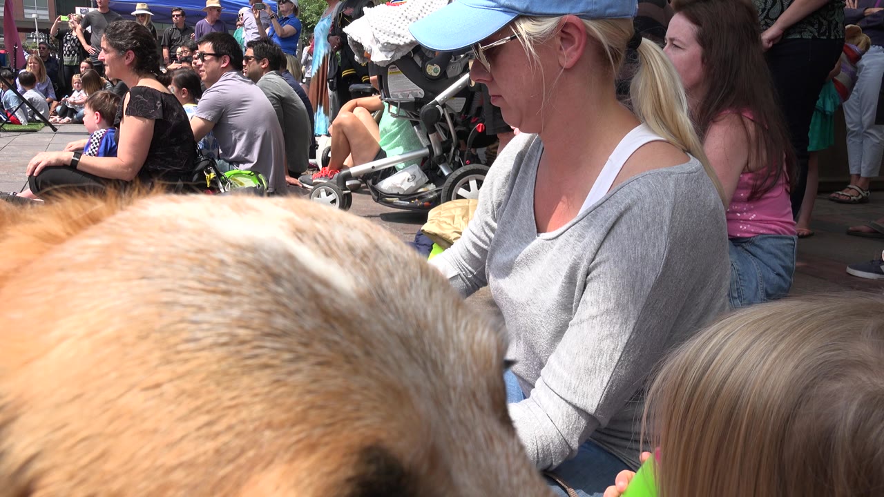 The tan dog's head and back dominate the lower foreground as families and spectators remain seated behind it in bright sun in Grand Junction, Colorado.