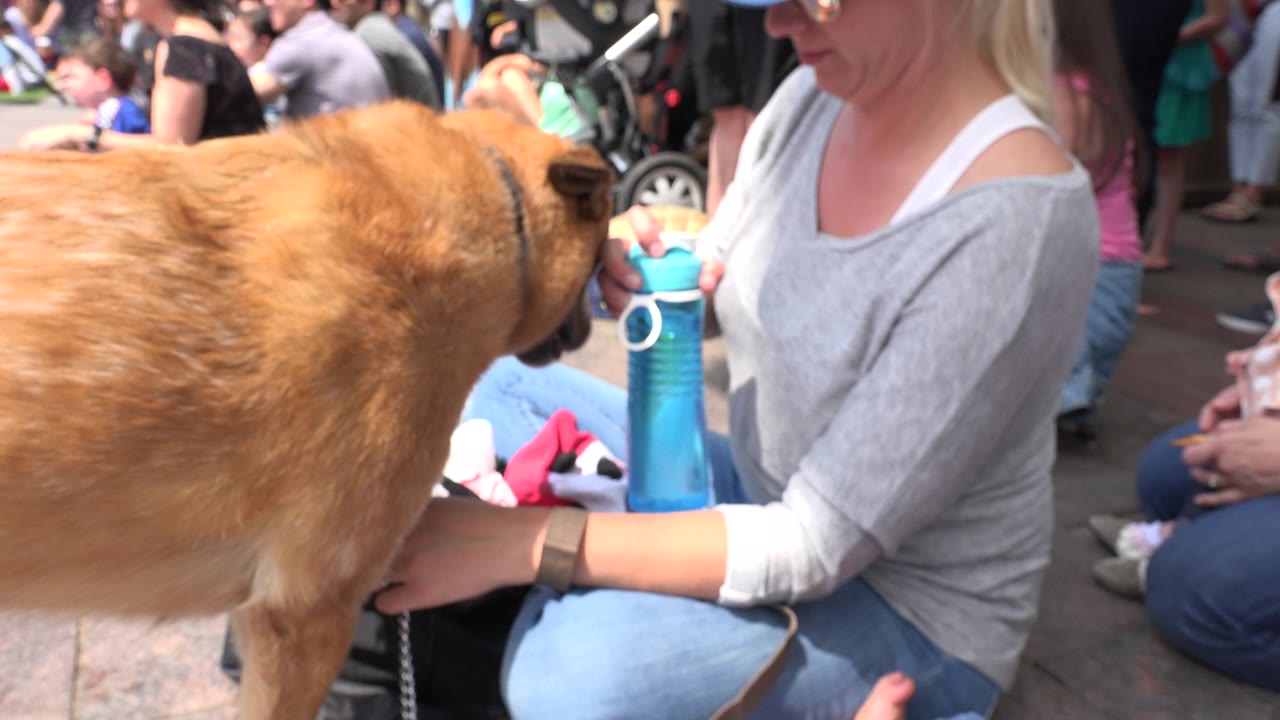 Woman in a blue hat offers water to a brown dog in a crowded plaza.