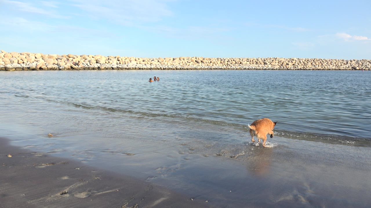 A light brown dog stands near the edge of shallow water in Grand Junction, Colorado, with wet sand in front, a rock breakwater across the horizon, and tiny distant swimmers in the water.