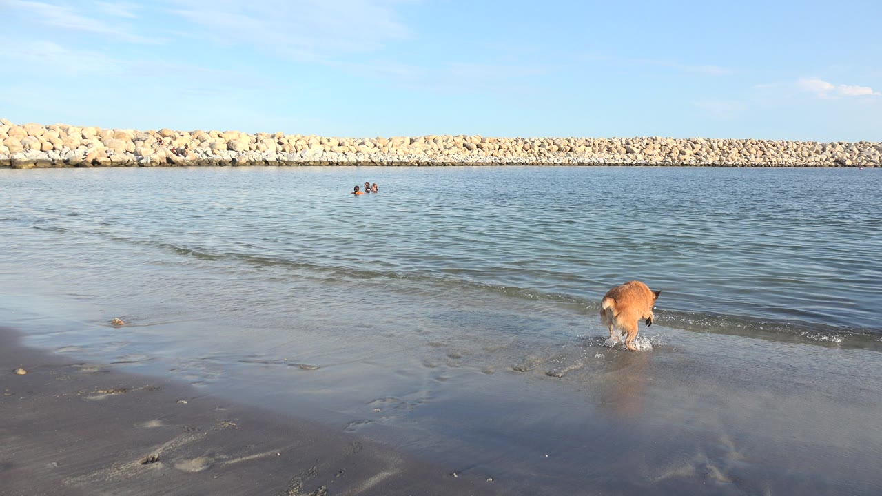 The dog wades farther from the wet sand into shallow blue water in Grand Junction, Colorado, while a low wave line forms behind it and distant swimmers remain near the center background.