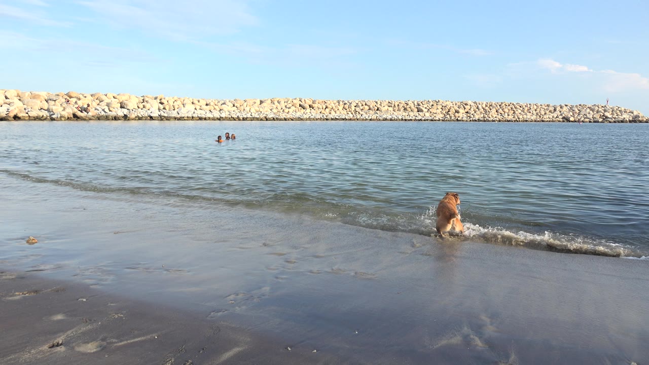Dog splashing through a small wave near shore.
