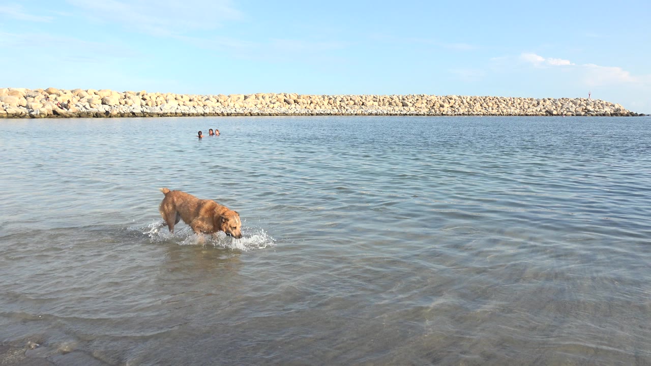 Tan dog wades left to right through shallow shoreline water in Grand Junction, Colorado, with ripples around its legs, distant swimmers near the horizon, and a pale rock breakwater behind it.