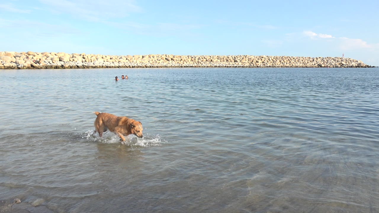 The dog continues through the shallow water in Grand Junction, Colorado, kicking up small splashes while distant swimmers and the rock breakwater remain in the background.