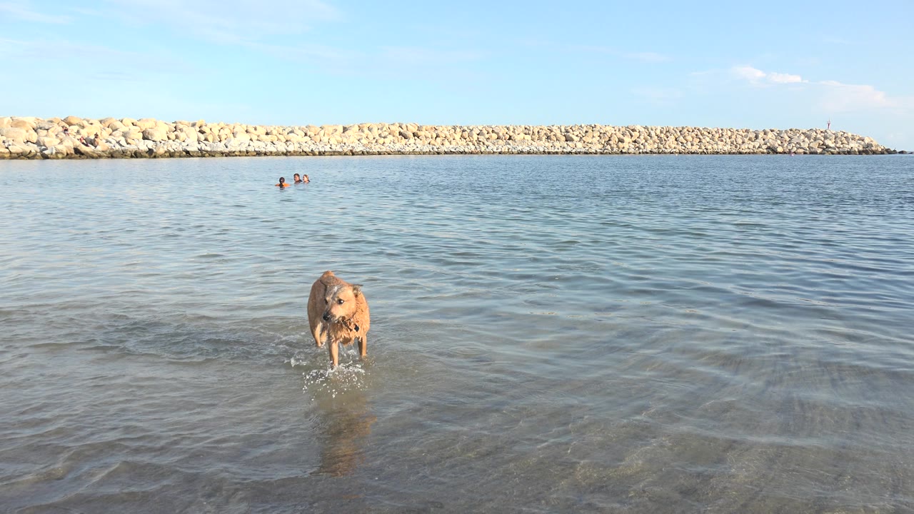 Dog facing the camera while standing in shallow water.