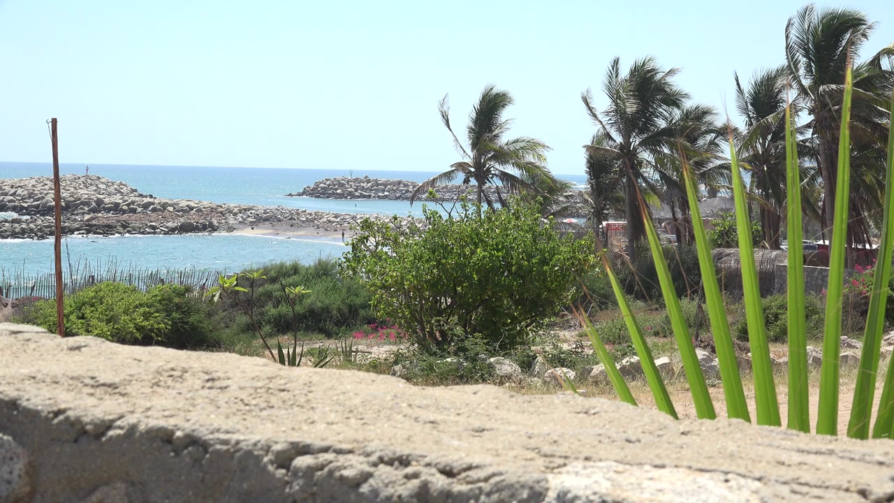 Waterfront view with palm fronds, shrubs, rock barriers, and blue water.