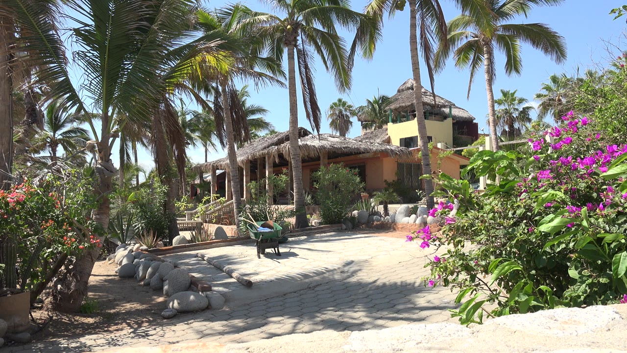 Palm-lined patio with thatched buildings and flowering shrubs.