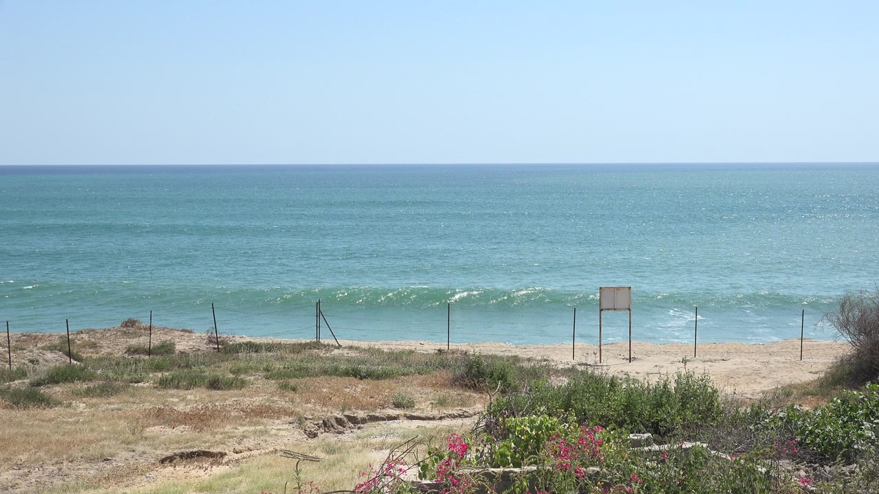 Wide beach view with ocean waves, fence, dry plants, and pink flowers