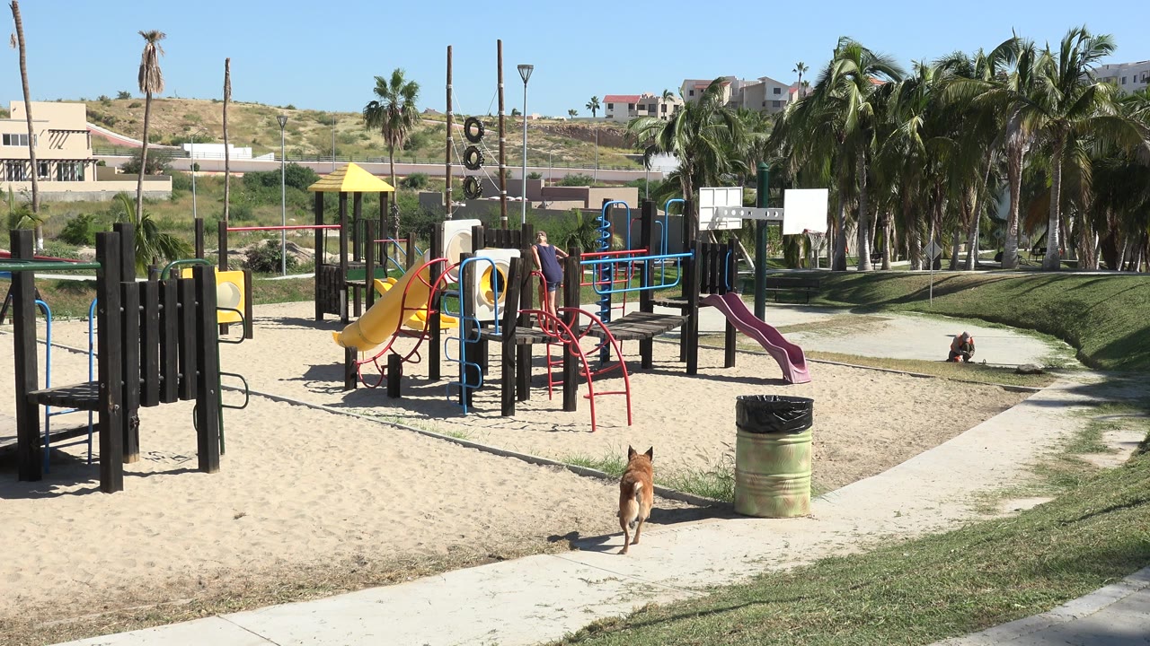 Sunny playground with slides, dog, palm trees, and a child on the equipment.