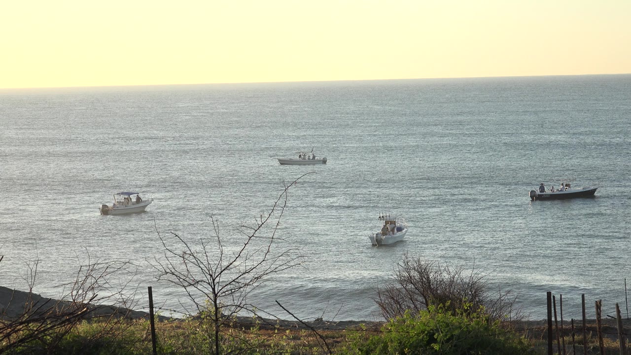 Four small boats on open water beyond shoreline brush.