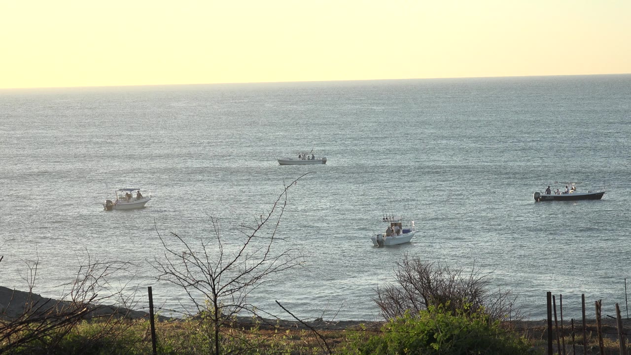 Four small boats on sunlit open water beyond shoreline brush.