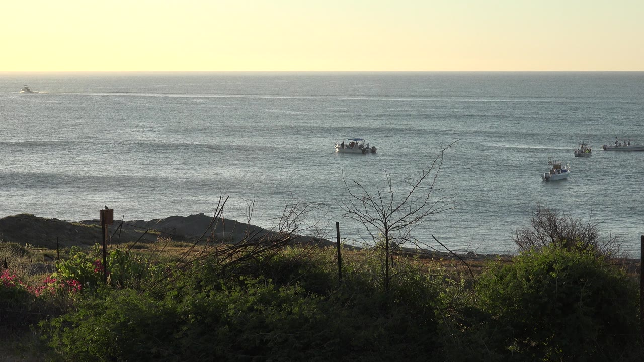 Wide shoreline view with boats on open water and foreground shrubs.