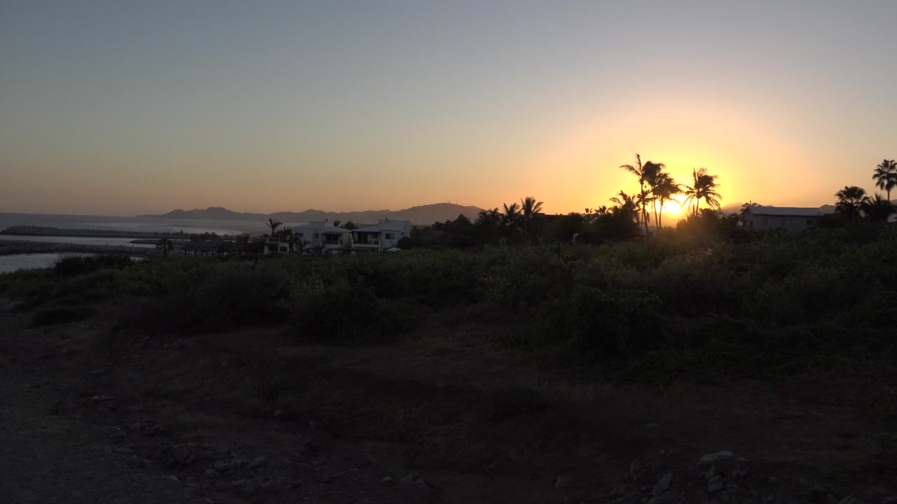 Sunset behind palm trees with dark brush and water at left
