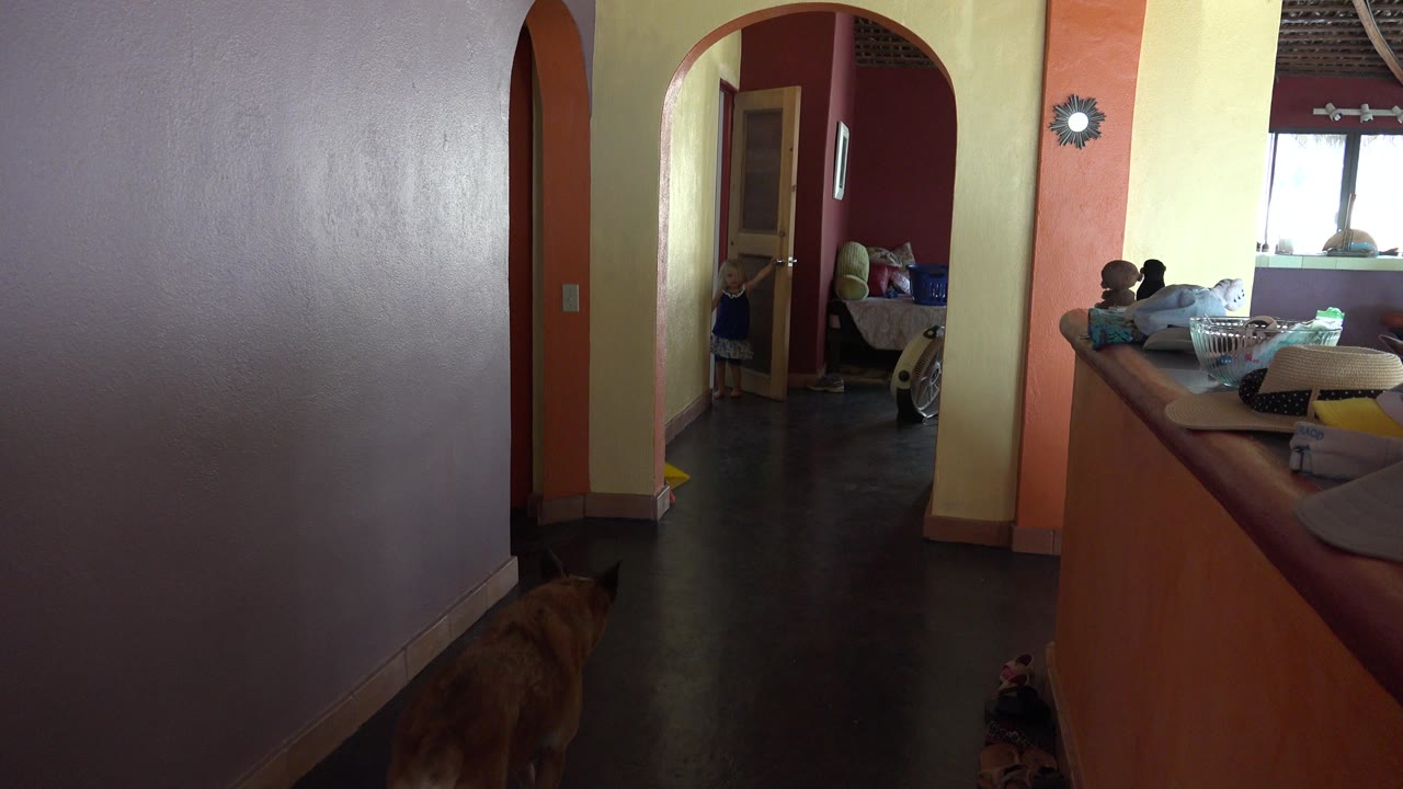 Tan dog partly visible at the bottom of a dim hallway.