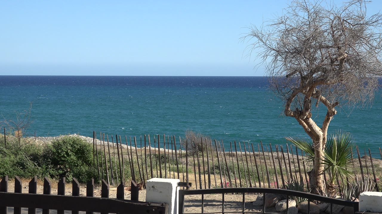 Tree beside a fenced balcony with ocean water and small waves beyond.