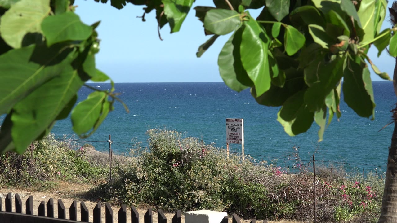 At 0:01, the foreground leaves shift slightly across the upper frame while shrubs, fence posts, a distant water horizon, and no visible people remain in view.