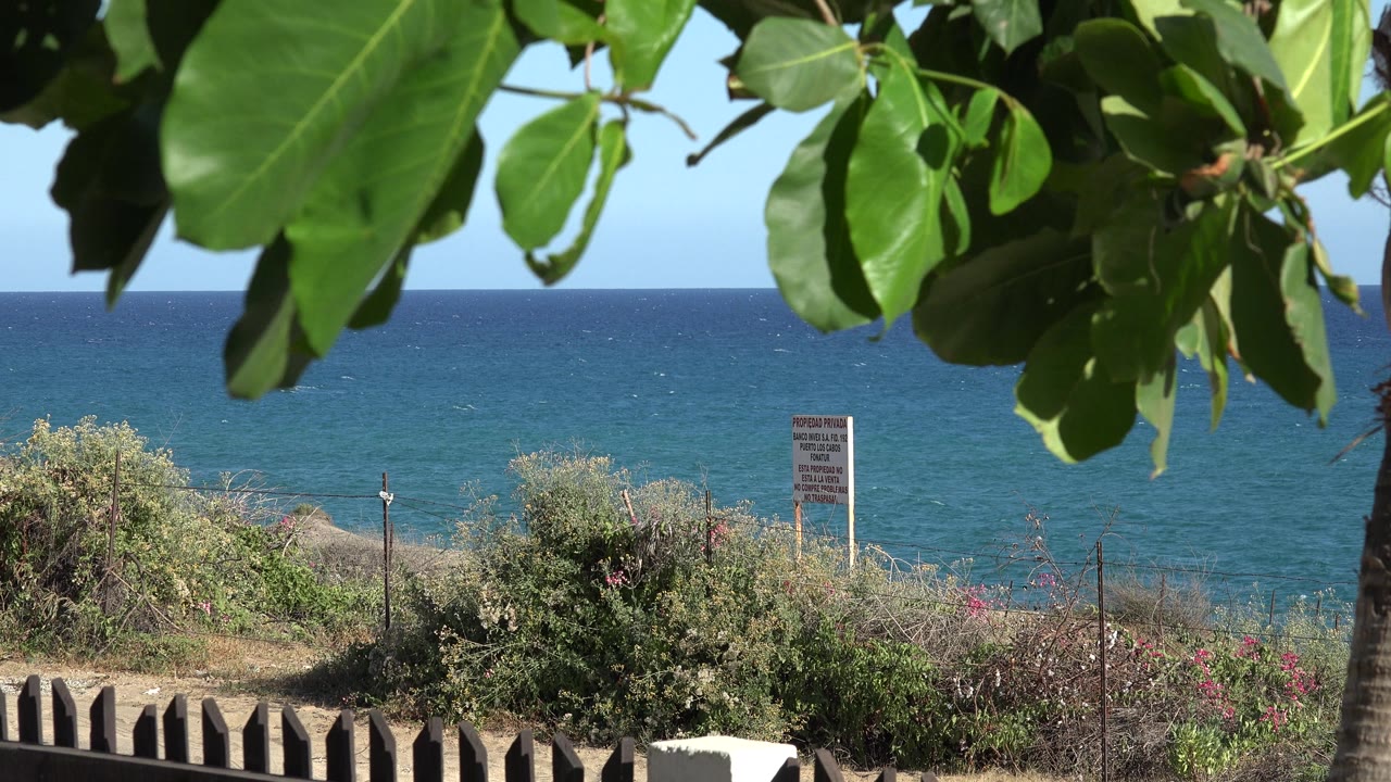 Tree leaves and trunk in front of blue water and coastal shrubs.