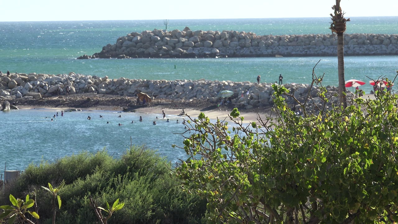 Elevated view of beach water, swimmers, rock breakwater, shrubs, and a palm trunk.