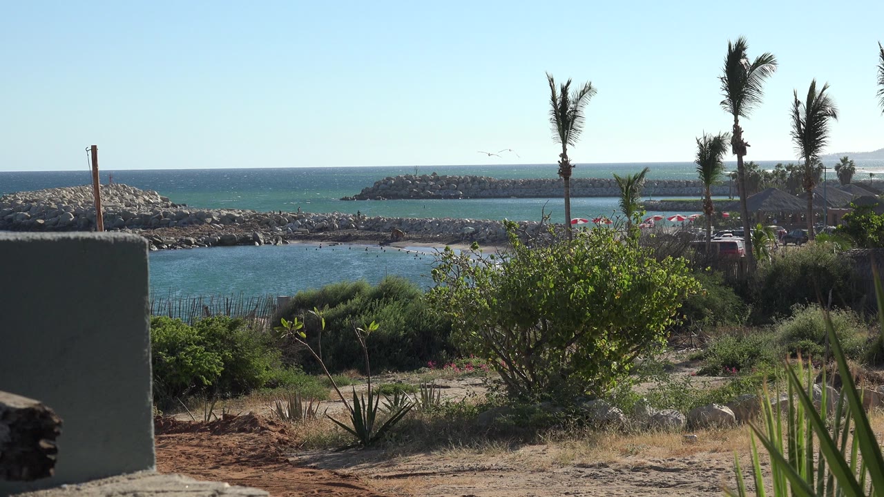 Sunny waterfront with palms, shrubs, rocks, and blue water.