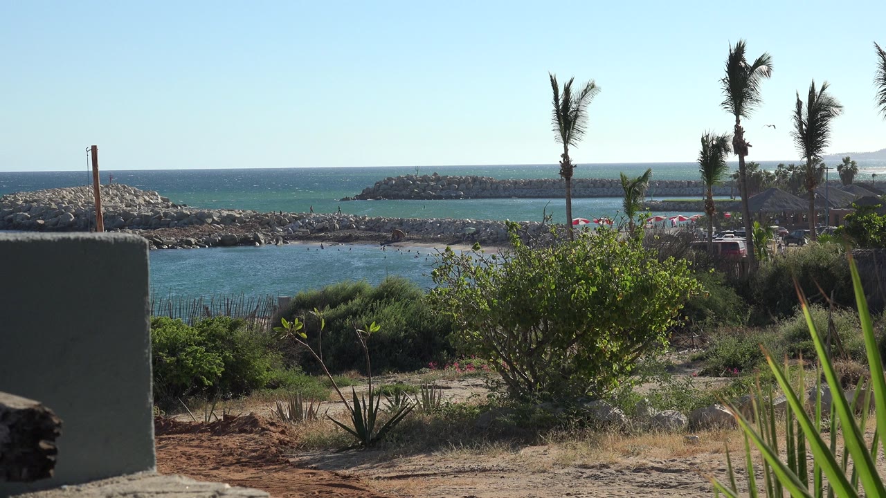 Second frame shows the same Grand Junction Colorado shoreline composition with the shrub centered, palms leaning in wind, blue water behind, and no visible people.