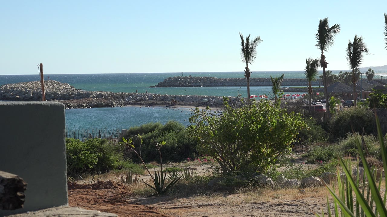 Palm trees and breakwater beyond coastal shrubs