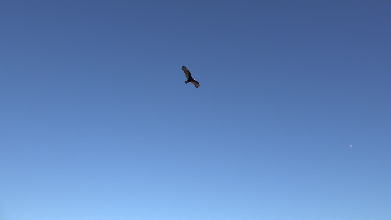 Eagle gliding high in a clear blue sky.