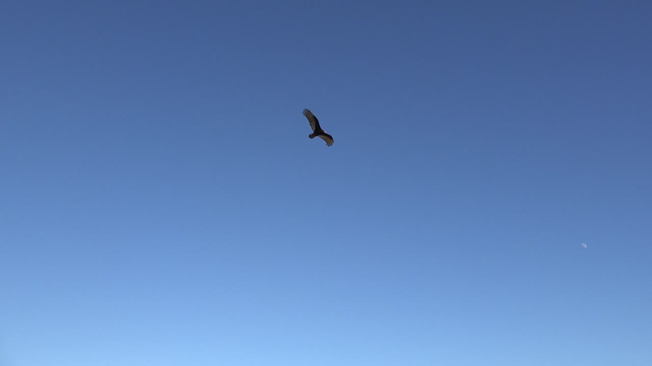 The eagle remains high against the open blue sky in Grand Junction, Colorado, positioned closer to the upper center with no visible people.
