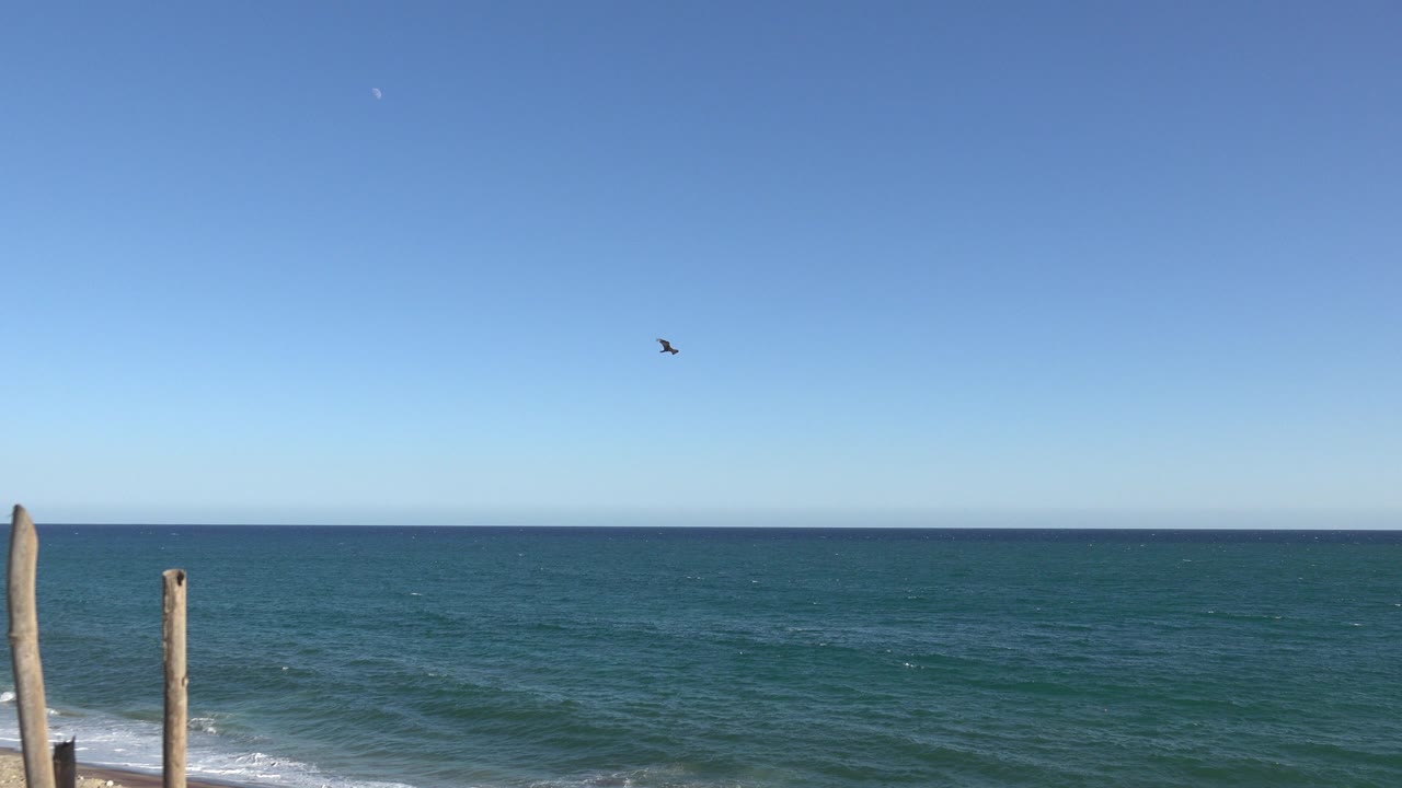 One second in, the bird appears as a small dark shape against a wide blue sky above the water horizon in Grand Junction, Colorado, with no visible people.